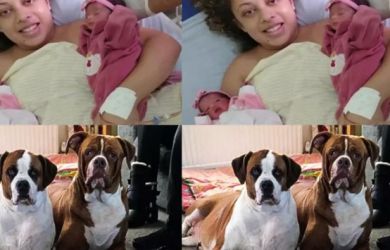 Tragis! Bayi Kembar Asal Brazil Meninggal Dunia Diterkam Anjing Peliharaan Sendiri